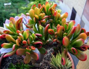 Crassula Argentea Red Horn Tree Jade Plant--Reddish Tip 4+ Inch Cuttings Bonsai - Picture 1 of 5