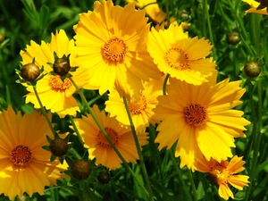 100 SAMEN COREOPSIS GRANDIFLORA - Bild 1 von 1
