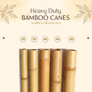 2 Fuß - 6 Fuß Pflanzenunterstützung Stöcke Bambus Garten dicke Stöcke Outdoor starke Stöcke - Bild 1 von 33