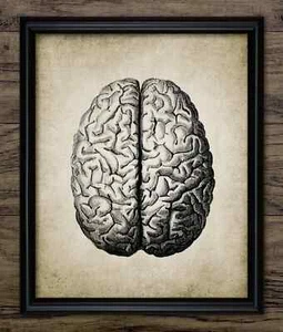 Impresión de anatomía del cerebro humano, arte de pared vintage de estudiante de medicina de neurociencia - Imagen 1 de 1