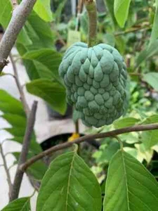 PPC Atemoya TREE (phet pak chong) - Grafted Rare Tree - Picture 1 of 4