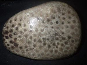 Unpolierter Petoskey Stone 2 Pfund 4,9 Unzen - Bild 1 von 3