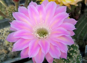 Echinopsis Híbrido Echinopsis Echinopsis "Terpsichore" 3cm x 3,3cm - Imagen 1 de 2