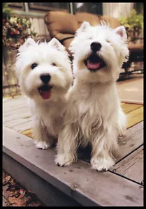 Greeting Card - Dog Puppy White Terrier - Friendship - 0536 - Picture 1 of 2