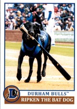 2023 Durham Bulls Choice #41 Ripken the Bat Dog Black Lab - NM Baseball Card