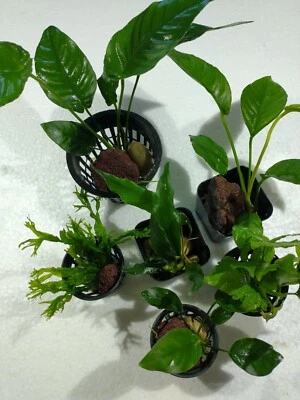 Easy-to-grow, Low light-loving aquarium plant package, includes 6 plants - Image 1 of 4