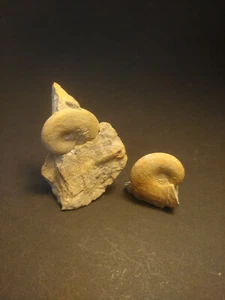 Ammonit Glochiceras sp. Malm Gamma 1 untere Platynota-Zone Fossils kleine Stufe - Bild 1 von 3