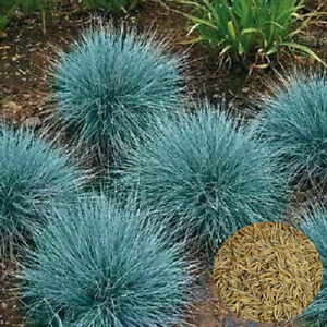 1oz Blue Fescue Fesnea Glauca Ornamental Grass Seeds (42,000+ Seeds)