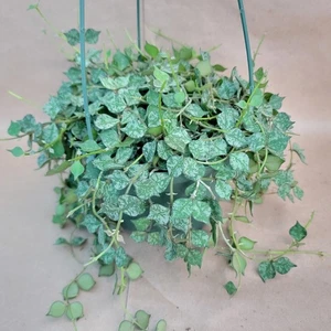 Hoya Curtisii - Rare Trailing Houseplant in 6” Pot | Live Plant | Easy Care - Picture 1 of 10