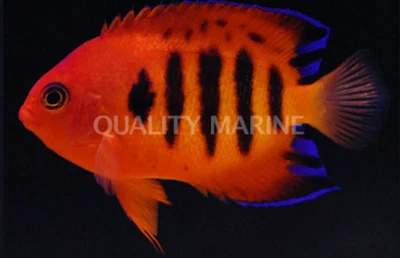 Flame Angelfish, Tahiti, Saltwater Fish, Rarely Collected - Image 1 of 2