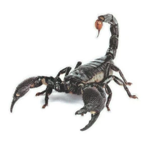 CAR HOOD SIDE FENDER DOOR BUMPER DECORATION Scorpion DECAL STICKER #3 - Picture 1 of 1