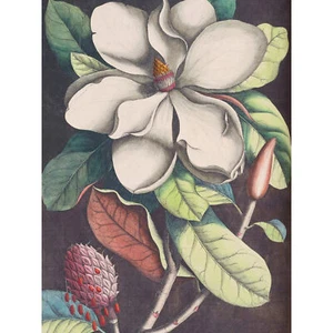 Blume Magnolie Botanik Kunstplakat Großer Leinwanddruck 46x61 cm - Bild 1 von 5