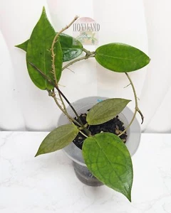 Hoya Surisa (Nicholsoniae x Golden Eye) | H Tequila Sunrise Sister Pod | No - Picture 1 of 4