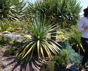 Dracaena draco Dragons Blood Tree, Dragon Tree 1 - Picture 1 of 5