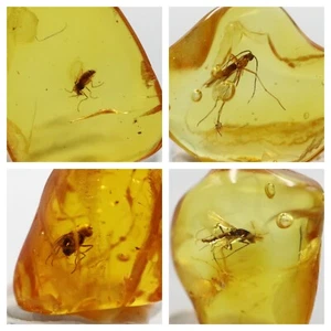 100 LOT Baltic Amber Stones with Rare Insects | Certified Fossil Inclusions - Picture 1 of 14