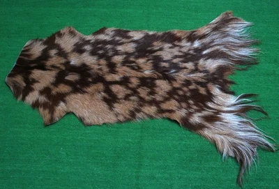GOAT Western taxidermy Hide Rug Natural Pattern Fur Goat Hide Rode SA-1233 - Image 1 of 3