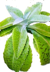 Giant Kalanchoe Gastonis Bonnieri Donkey Ear Succulent Live plant. - Picture 1 of 8