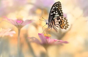 Foto Wandbild-SCHMETTERLING- (7710)-VLIES-Tapete-Rosa Blume Natur XXL - Bild 1 von 1