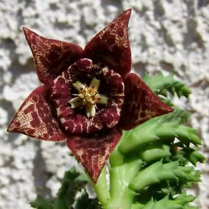 sehr schöne Sukkulente - Stapelia / Aasblume / Ordensstern mit mind. 10 Trieben! - Bild 1 von 6