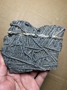 210g Trias Natur Crinoid und Pyrit Präparat Geologisches Gestein - Bild 1 von 18