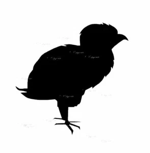 Baby Chicken Farm Art Vinyl  Decals Car Window Bumper Waterproof - Picture 1 of 13