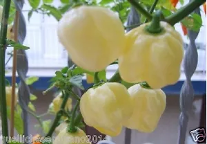 20 semi di HABANERO WHITHE GIANT- BIANCO GRANDE PEPERONCINO +guida alla colti - Bild 1 von 1