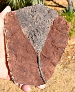 Crinoide silúrico totalmente natural, escifocrinitas, Erfoud, Marruecos #4 - Imagen 1 de 1