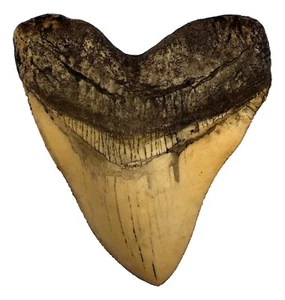 Megalodon Shark Tooth Museum Quality Fossil Replica with Serrations, Ivory, 5.5" - Picture 1 of 5