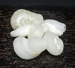 48 gr/5 piezas ¡Increíble RARO! CARACOLES DE CARACOL Natural Vermicularia Molusco Indonesia - Imagen 1 de 9