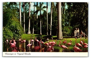 Postal de Flamencos en Tropical Florida Sarasota Jungle Gardens - Imagen 1 de 2