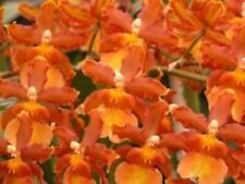 New listing
		Orchid plant Oncidium Catatante 'Pacific Sunspots' Bloom Size