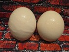 PAIR (2) Ostrich Egg Shell Blown Out Hollow Egg - Crafts Decor - 7.5"x5.5"