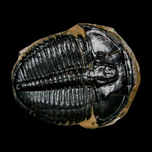 1" Elrathia Kingi Trilobite Fossil Utah Cambrian Age 521 Million Years Old COA - Picture 1 of 7