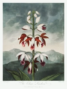 The Chinese Limodoron The Temple of Flora by Robert John Thornton Print Repro - Picture 1 of 2
