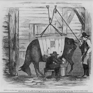 Exposure milk trade - milking dying cow. When animal, disease ulceration, can - Zdjęcie 1 z 1