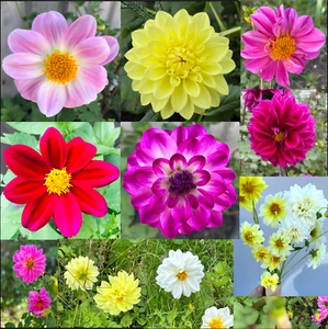 3 Dahlia Garden Flower Tuber Clumps Mixed colours. - Picture 1 of 3
