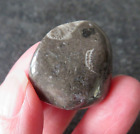 Unusual Frosterley Marble (Vatican Stone) (15.8 Grams / 29 Mm) Tumblestone (2)