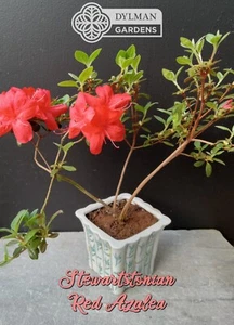 Stewartstonian Red Azalea 8 to 10 inches - Rhododendron x Gable 'Stewartstonian' - Picture 1 of 19