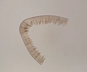 Lash Haare Wimpern Natürlich für Puppen 10 cm - Echthaarwimpern braun - Bild 1 von 3