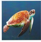 A Swimming Turtle - Greetings Card. A 3DRose (USA) Card