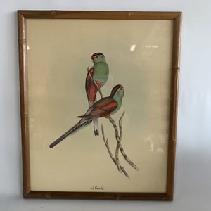 J. Gould Bird Print Tropical Parrot Bamboo Look Wood Framed Vintage 10"x12" C - Picture 1 of 5