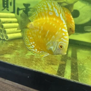 Soild Golden Discus 4.5  Inch Tropical Live Fish - Picture 1 of 3