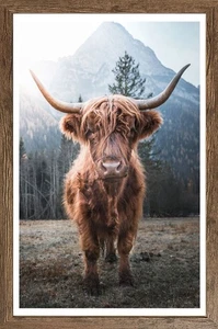 Wandbild gerahmt HOCHLANDRIND 50 x 70 cm – Rustikale Tierdeko aus den Highlands - Bild 1 von 2