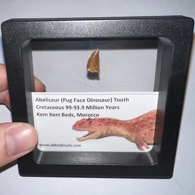 Framed ABELISAUR Pug Face Dinosaur Fossil Tooth Lot! about .55 IN! One per Order - Image 1 of 4
