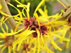 10 EARLY BRIGHT WITCH HAZEL SEEDS - Hamamelis mollis " early bright " 