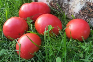 10 graines de tomate DEMIDOV productive pas de taille adaptée aux climats froids - Imagen 1 de 3