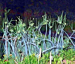 Onions Egyptian Walking 6 Plants Multiplier Tree Onion Organic Heirloom Landrace - Picture 1 of 6
