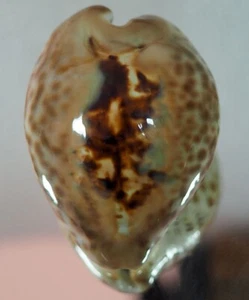 CYPRAEA TEULEREI TOP - Bild 1 von 2