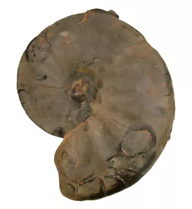 Trias Discoceratites weyeri Ceratit Muschelkalk Persdorf A71-Bau W113-2 - Bild 1 von 2