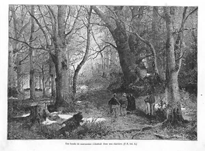CHASSE HUNTING / UNE BANDE DE MARCASSINS / GRAVURE ENGRAVING 1891 - Imagen 1 de 1